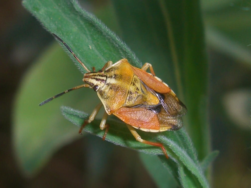 Pentatomidae: Arma custos e Carpocoris pudicus